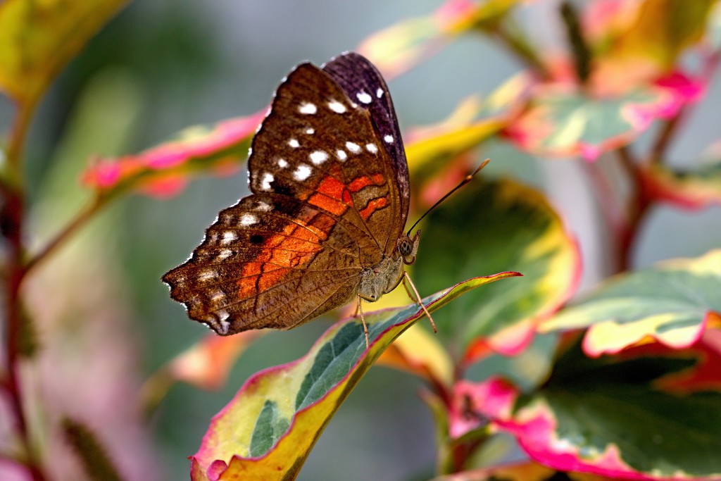 vlinder vlinders hdr insect insecten nederland uitheems Lepidoptera rups rupsen vlindertuin natuur